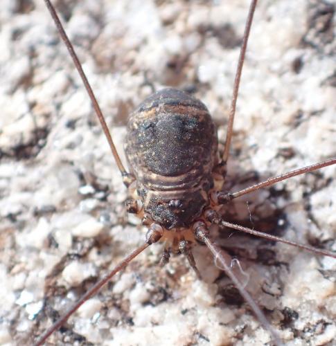 Réf. 268 888 : Leiobunum sp-a